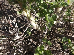 Pelargonium carnosum carnosum