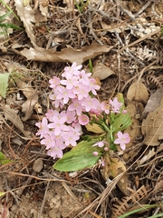 Centaurium