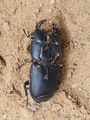 Dorcus musimon