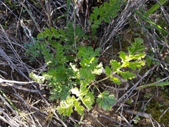 Pelargonium carnosum carnosum