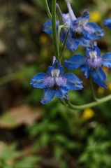 Delphinium madrense