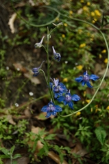Delphinium madrense