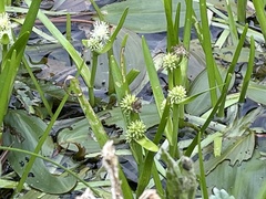 Sparganium erectum