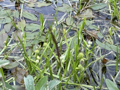 Sparganium erectum