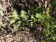 Pelargonium carnosum carnosum