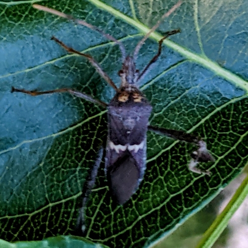 Large-Legged Bug photo 5
