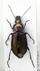 Poecilus cupreus