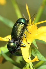 Cryptocephalus aureolus