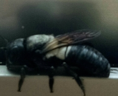 Megachile disjuncta
