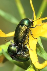 Cryptocephalus aureolus