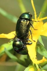 Cryptocephalus aureolus