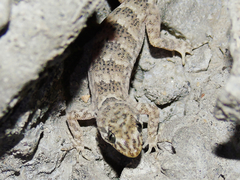 Altiphylax stoliczkai