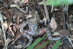 Leptodactylus labyrinthicus