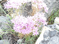 Zeltnera beyrichii