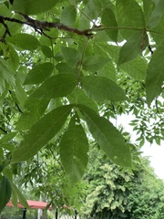 Carya ovata