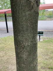 Carya ovata