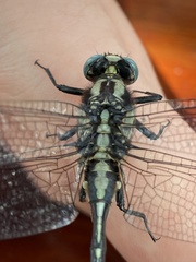 Gomphurus fraternus