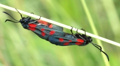 Zygaena viciae
