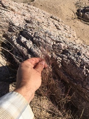 Muhlenbergia microsperma