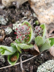 Diplodictyae