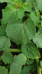 Physalis grisea