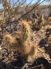 Grusonia kunzei