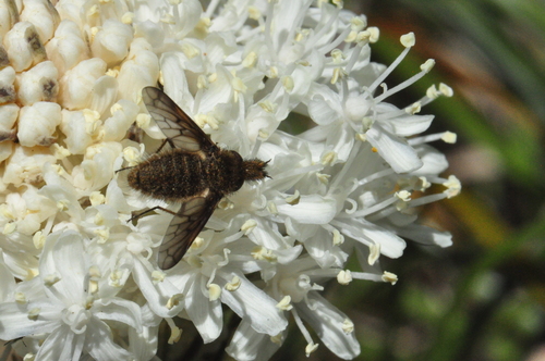 Sacken's Bee Fly