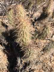 Grusonia kunzei