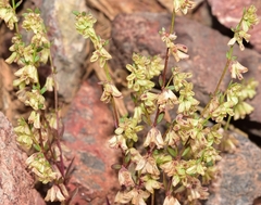 Callipeltis cucullaris