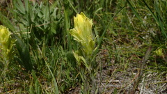 Castilleja cusickii
