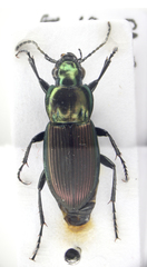 Poecilus lepidus
