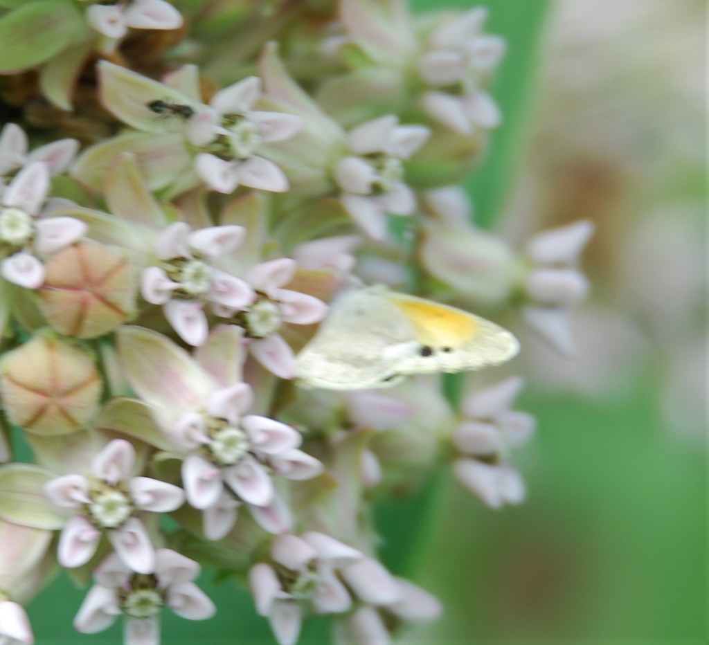 dainty-sulphur-from-shawnee-sfl-shawnee-county-ks-on-june-25-2021-at