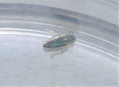 Graphocephala hieroglyphica