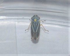 Graphocephala hieroglyphica