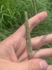 Phleum pratense