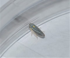 Graphocephala hieroglyphica