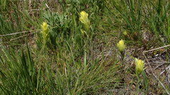 Castilleja cusickii
