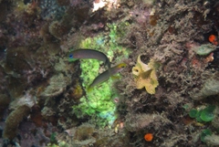 Trachinops noarlungae