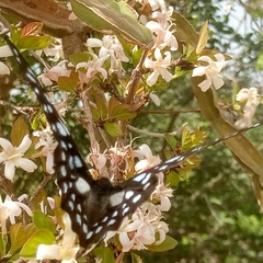 Graphium leonidas