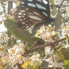 Graphium leonidas