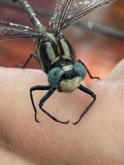 Arigomphus cornutus