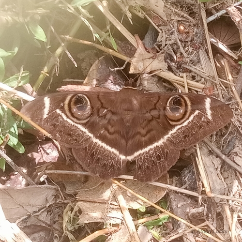 Creamstriped Owl