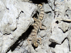 Altiphylax stoliczkai