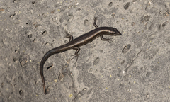 Cryptoblepharus poecilopleurus