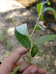 Salix lasiandra