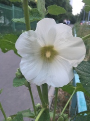 Alcea