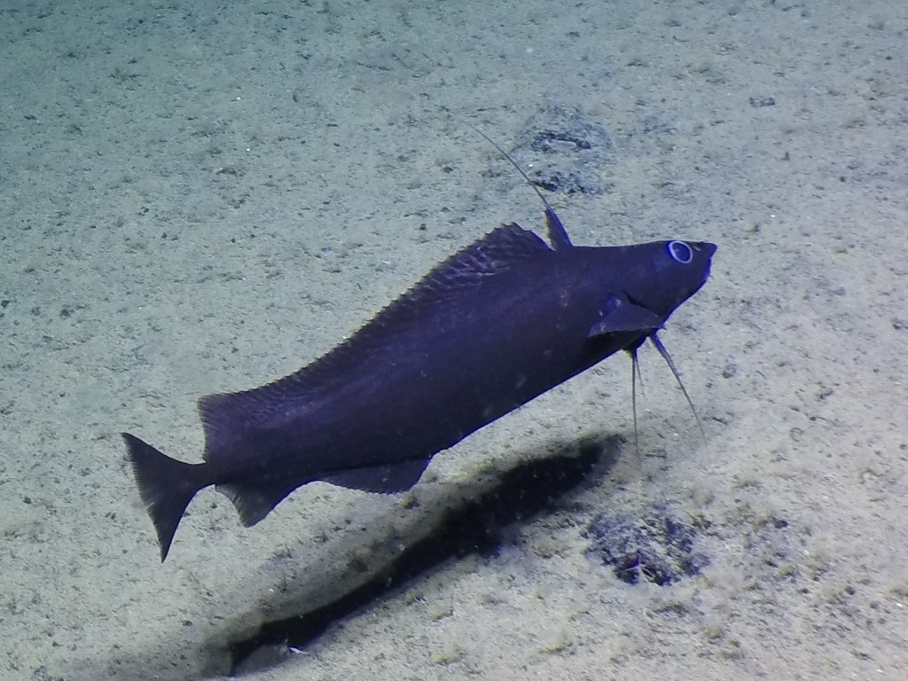 Finescale antimora (Antimora microlepis) — Moridae
