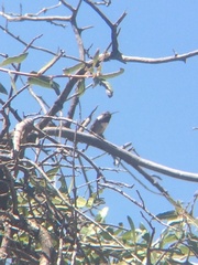 Calothorax lucifer × Calypte costae