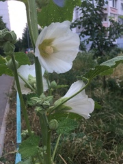 Alcea