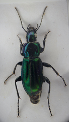 Poecilus lepidus